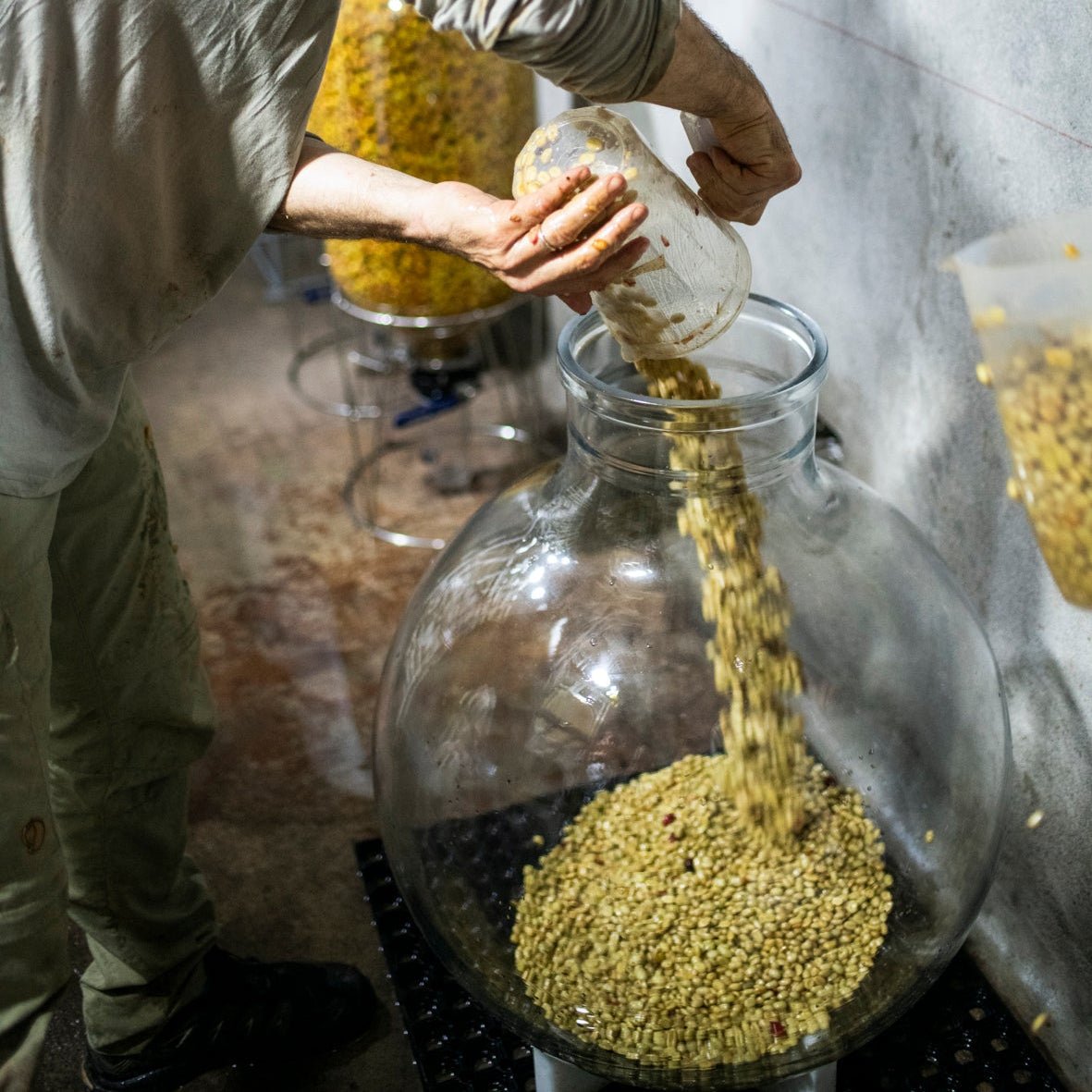 Terroir Coffee Globe - Café - L'Arbre à Café