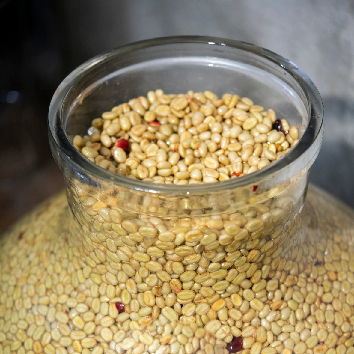 Terroir Coffee Globe - Café - L'Arbre à Café