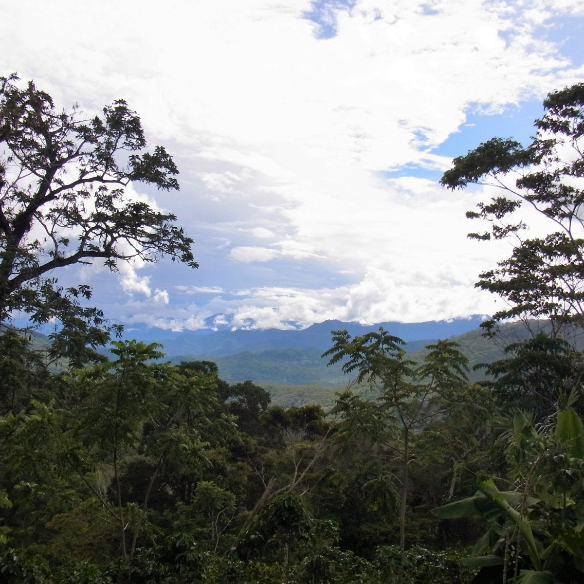 Chakra do Dago - Café - L'Arbre à Café